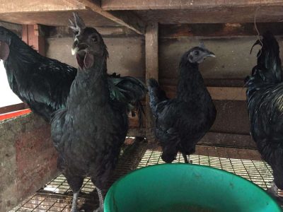 Karinkozhi / Kadakanath Chicks for sale