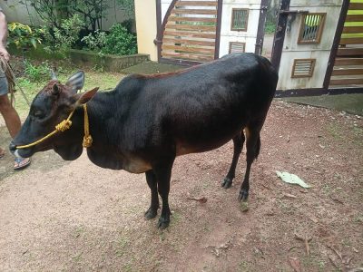 Kasaragod Dwarf Cow