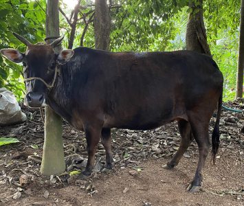 കാസർഗോഡ് കുള്ളൻ പശു/ Kasaragod Dwarf
