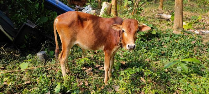 Kasaragod Kullan Male