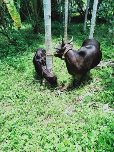 Kasargod Dwarf with Calf