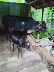 Kasargod dwarf  for sale 