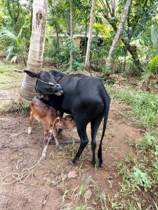 Kasargod Dwarf Cow