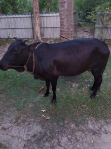 kasargod dwarf cow