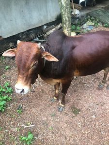 Kasargod gullan cow & bull for sale