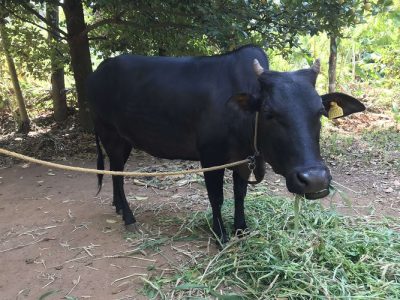 Kasargod kullan cow with Vechur male calf