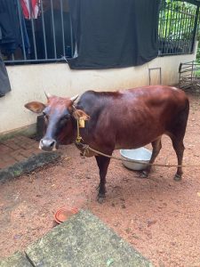 Kasargod Kullan Cow 2 Year Old and Kapila Bull 1.5 Years for Sale
