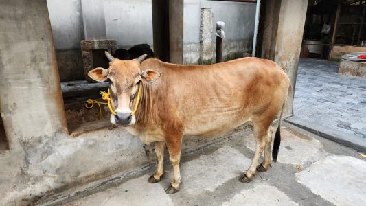 Kasargod Kullan (7 months pregnant)