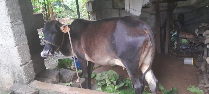 Kasargod kullan pasu