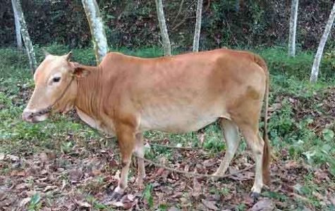 Kasargod kullen cow for sale