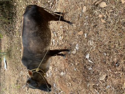 Kasargode kullan breed cow