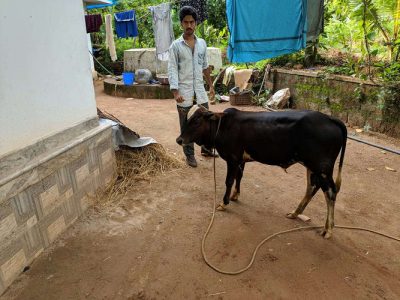 Kaserkod kullan calf 1 year old