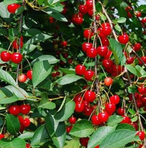 Kashmir Cherry trees for sale