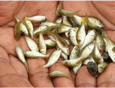 Katla fish seeds available for more details contact 81378982