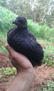 Kazhinkozhi for sale at reasonable price 