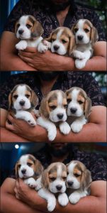 KCI Certified Beagle Puppies