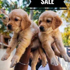 KCI certified Golden Retriever puppy