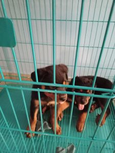 KCI certified Rottweiler puppies male and female for sale