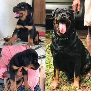 KCI certified rottweiler female puppy
