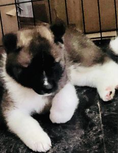 KCI Male American Akita in Trivandrum