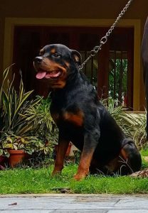 Kci Registered Rottweiler 4 years old