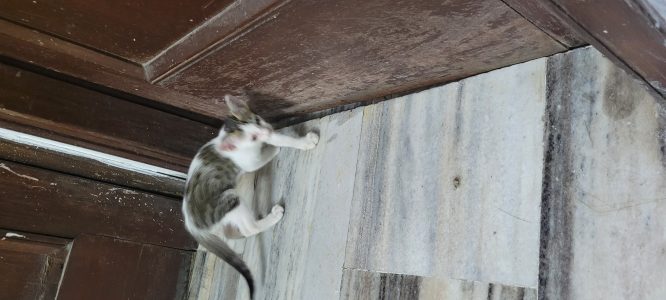Kitten for adoption  Amritsar