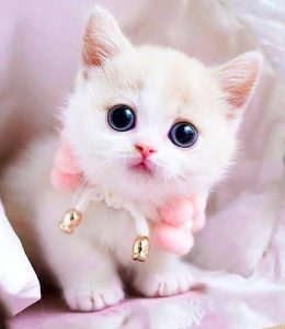 Kittens for sale