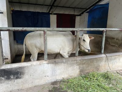 Krishna cow - 3 year old