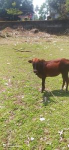 Krishnapashu x vechur cross breed