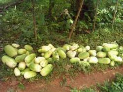 Kumbalanga for Sale