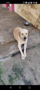 LAB DOG FOR SALE (KUMARAPURAM,TRIVANDRUM)