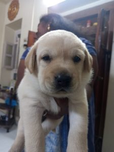 Lab Dogs for Sale