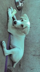 Lab double bone puppy