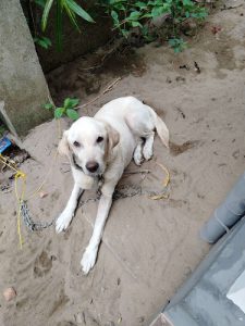 Lab femail white dog for sale