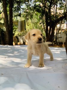 LAB female puppy 1.3months old