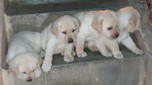 Lab male and female puppies