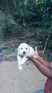 Lab pappy's available