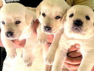 Lab puppies for 8000 /-
