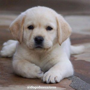 Lab puppies available in chennai 8825472494