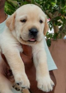 Lab puppies available in chennai 8825472494