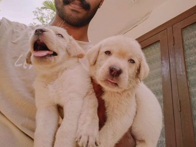  lab puppies available