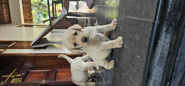 Lab puppies