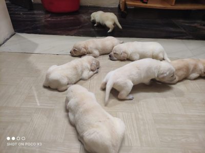 Lab puppies