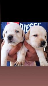 lab puppies