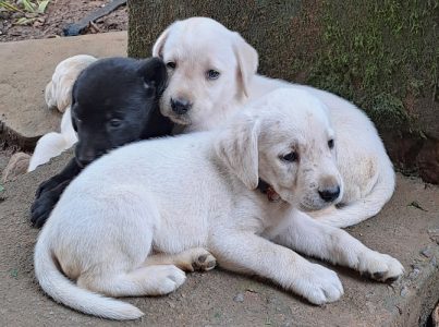 Lab puppies