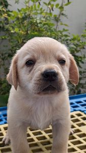 Lab puppies for sale
