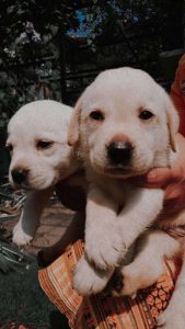 Lab puppies