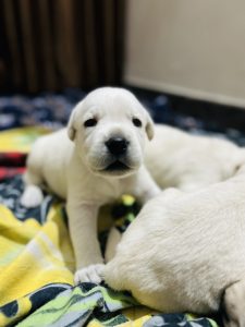Lab puppies
