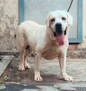 Lab  puppies and stud male available call 6282260887