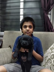 Lab puppy available in Chennai